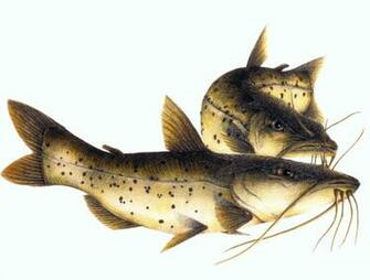 Catfish Wallpaper