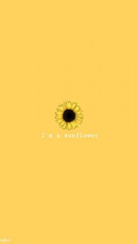 Sunflower Fond D Cran T L Phone Photos De Tournesol