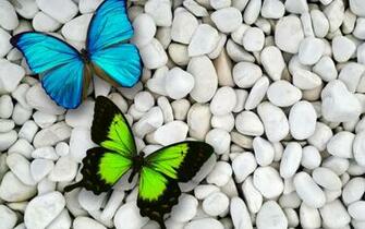 Blue Amp Green Butterfly Desktop Pc And Mac Wallpaper