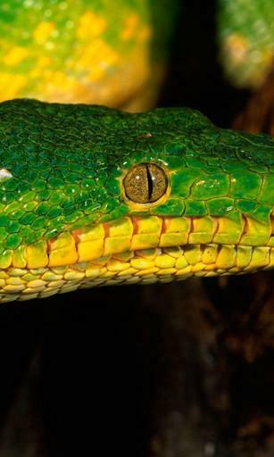 Bigger Snake HD Live Wallpaper For Android Screenshot
