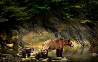 Wallpaper Animals Water Branches Nature Stones Bears