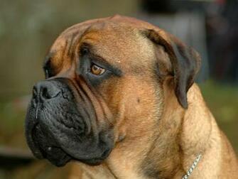 Bullmastiff HD Wallpaper Dogbreedswallpaper