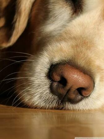 Lazy Day Ultra HD Desktop Background Wallpaper For 4k UHD Tv