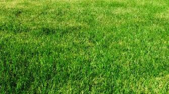 Grass Wallpaper 1080p By Sansnoir