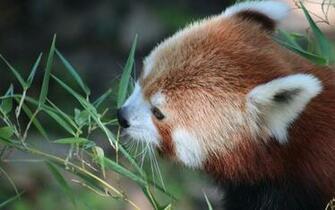 Baby Red Pandas Wallpaper Panda