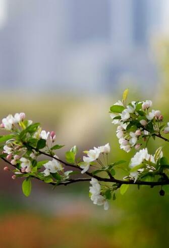 3wallpaper Best Wallpaper For All iPhone Retina Spring Flowers
