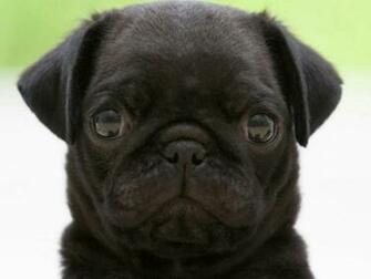 Black Pug Wallpaper HD Background