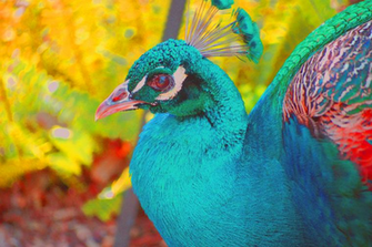 Peafowl Wallpaper First HD