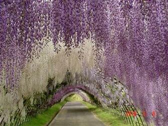 Wisteria Wallpaper