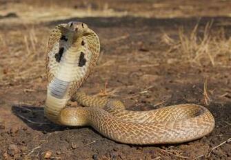 The King Cobra Snake Interesting Information Pictures Animals