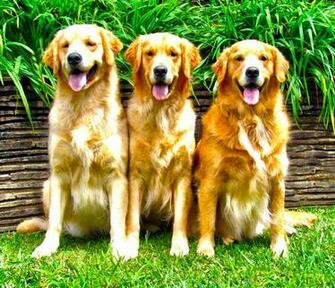 Retriever Golden Wallpaper Standing Alone
