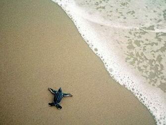 Curtsinger Unlike Other Sea Turtles Female Kemp S Ridley Come