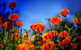 Flowers Poppy Wallpaper Orange