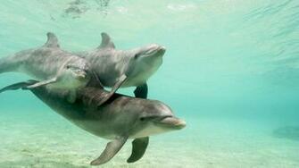 Dolphin Family HD Wallpaper