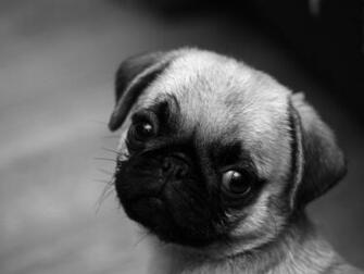 Cute Pug Wallpaper