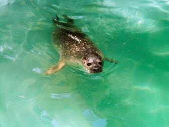 Seal HD Wallpaper