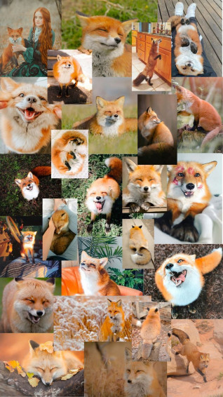 Fox Wallpaper Background Painting Pictures