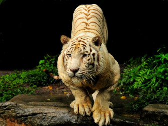 Obtain HD Wallpaper Of Tigers