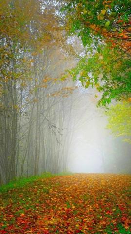 Morning Nature Scenery Forest Trees Colorful Leaves