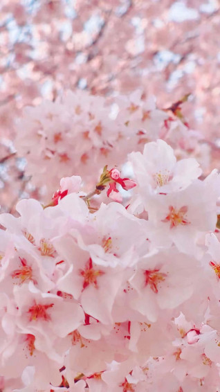 Pink Cherry Blossom Wallpaper