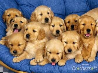 Cheerful Dogs Screensaver