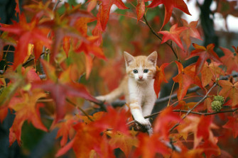 Cute Fall Jvtpabig3guzfotu Wallpaper