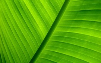 Green Background Wallpaper