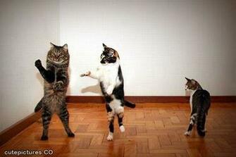 Cute Dancing Cats Pictures