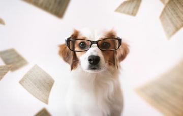 Wallpaper Each Dog Glasses Image For Desktop Section