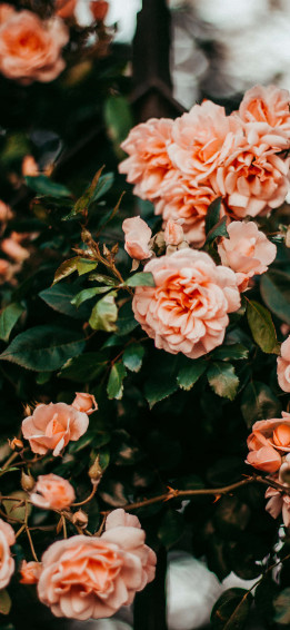 Cute Rose Wallpaper