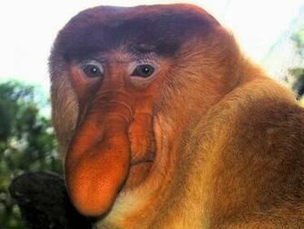 Proboscis Monkey Wallpaper Animals Town