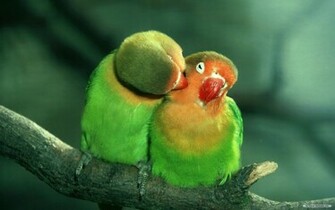 Pin Wallpaper Animal Microsoft Exquisite Pictures