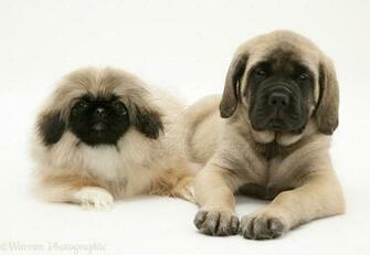 Wp13591 Pekingese And English Mastiff Pups