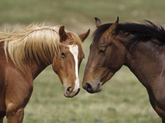 Horse Wallpaper Picture Of