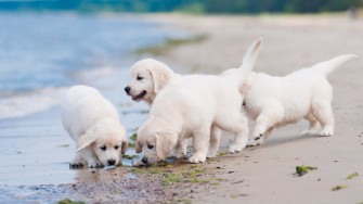 Cute Dogs Wallpaper