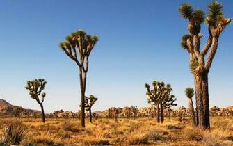Earth Joshua Tree National Park Wallpaper