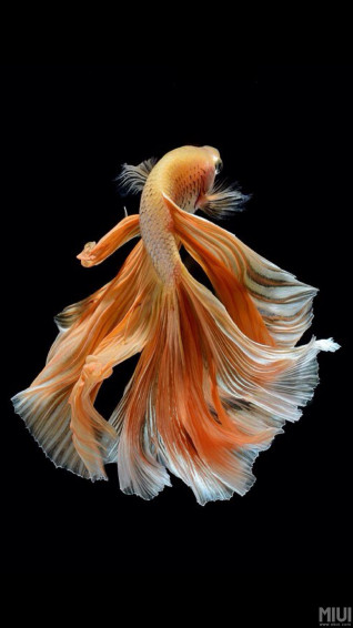 Betta Fish iPhone Wallpaper