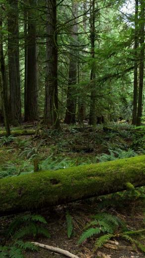 Green Wallpaper Background Image Biomes