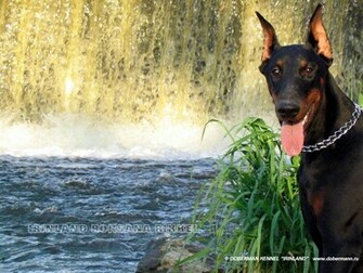 Doberman Dog Photo Wallpaper
