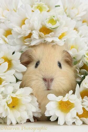 Cute Baby Yellow Guinea Pig Among Daisy Flowers Photo Wp38975