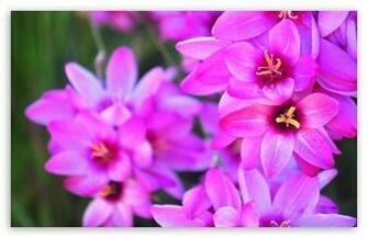 Vibrant HD Wallpaper