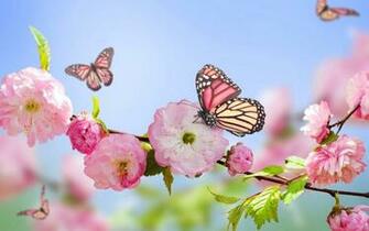 Flowers And Butterflies Wallpaper Sf