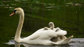 Swan With Baby Swimming In Water HD Bird Wallpaper
