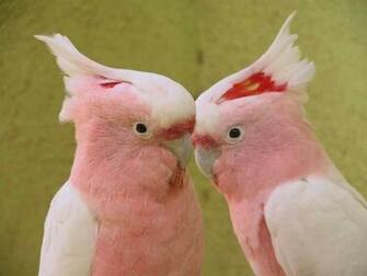 Most Beautiful Birds Wallpaper Which Is Under The