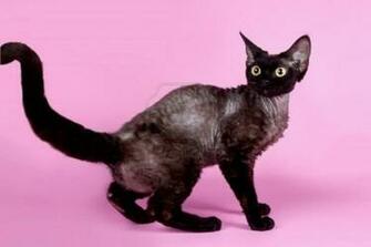 Image Of Devon Rex On Purple Background Image Wallpaper