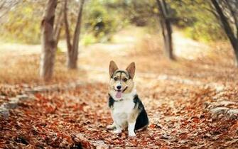 Corgi Wallpaper