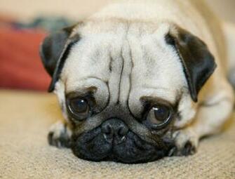 Cute Puppy Dogs Pug Puppies