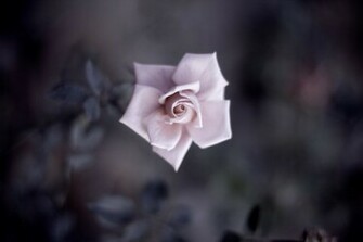 Romantic Wallpaper HD Heart Love 4u