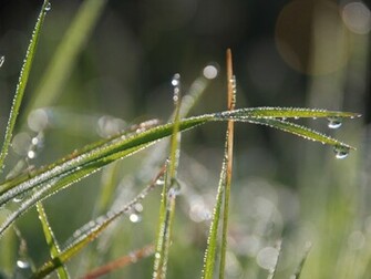 Morning Ecstasy Wallpaper Other Nature In Jpg Format For