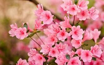Pink Blossoms Wallpaper Flower